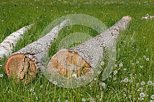 AbgesÃƒÂ¤gte BaumstÃƒÂ¤mme auf einer Wiese liegend, Deutschland