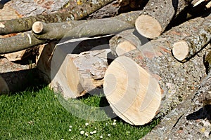 AbgesÃƒÂ¤gte BaumstÃƒÂ¤mme auf einer Wiese liegend, Deutschland