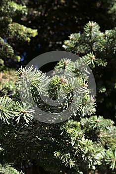 Abies alba tree