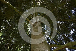 Abies alba trunk close up