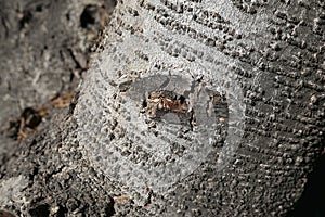 Abies alba trunk close up