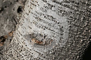 Abies alba trunk close up