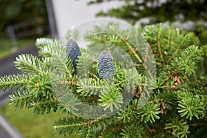 Abies balsamea with blue cones