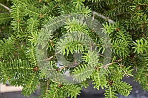 Abies balsamea branch close up