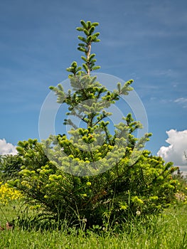 Abies koreana