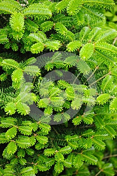 Abies koreana, cultivar of Korean fir with fresh buds