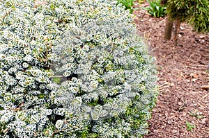 Abies koreana Kohout`s Icebreaker, bush in the botany in Poland