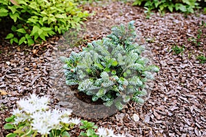 Abies koreana Kohouts Icebreaker, new dwarf cultivar of Korean fir photo