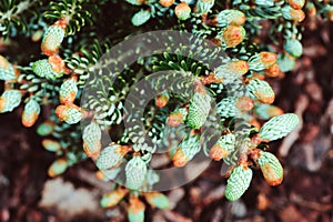 Abies koreana Kohouts Icebreaker, new dwarf cultivar of Korean fir photo