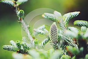 Abies koreana Silberlocke close up with cone, new dwarf cultivar of Korean fir photo