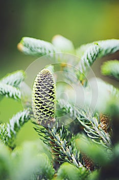 Abies koreana Silberlocke close up with cone photo