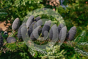 Abies lasiocarpa,  subalpine fir cones