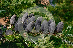 Abies lasiocarpa,  subalpine fir cones photo