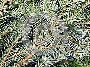 Abies nordmanniana photo