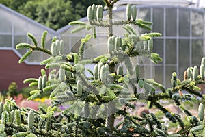 Abies pinsapo coniferous tree branches full of needles and with green unripened cones photo