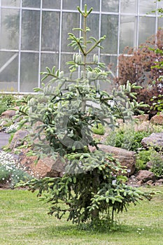 Abies pinsapo coniferous tree branches full of needles and with green unripened cones photo