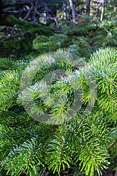 Abies sachalinensis tree