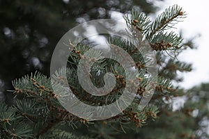 Abies tree in spring with many little cones