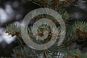 Abies tree in spring with many little cones