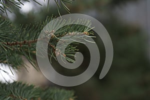 Abies tree in spring with many little cones