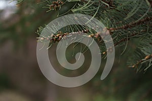 Abies tree in spring with many little cones