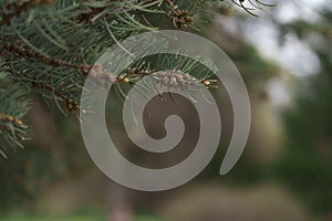 Abies tree in spring with many little cones