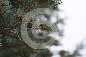 Abies tree in spring with many little cones
