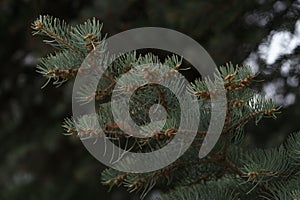 Abies tree in spring with many little cones