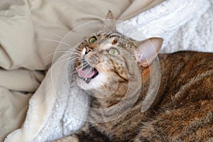 Abigail cat yawning photo