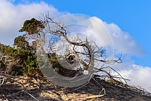 abina, typical tree of Ibiza