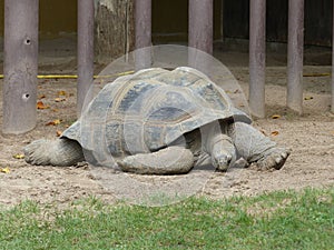 Abingdon elephant tortoise turtle is featured in a zoo