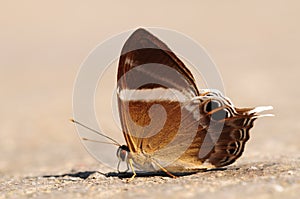 Abisara neophron / butterfly