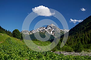 Abkhazia. Alpine meadow.