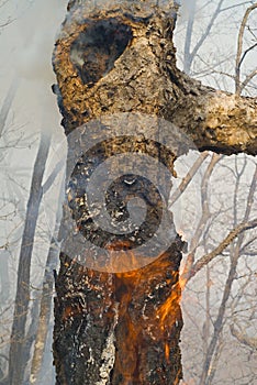 Ablaze tree 9