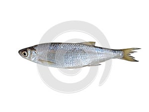 Ablet (Alburnus alburnus)