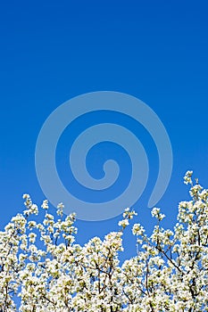 Abloom apple tree over the blue sky