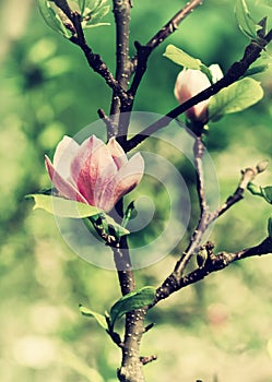 Abloom flower of magnolia