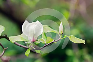 Abloom flower of magnolia tree in summertime