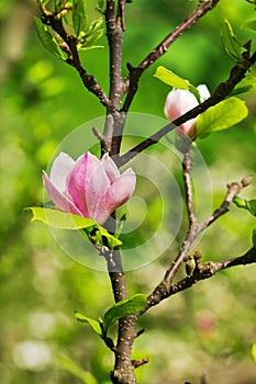 Abloom flower of magnolia photo