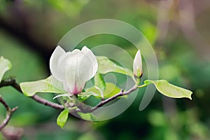 Abloom flower of magnolia tree in summertime photo