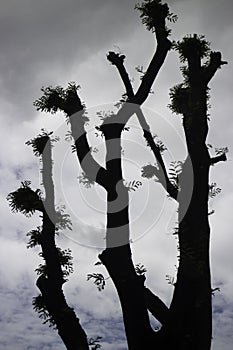 Abnormal form shilouette tree with cloudy sky