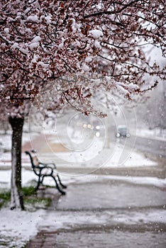 Abnormal natural phenomenon, snowfall at spring during tree blossoming season. Anomaly weather and climate change concept