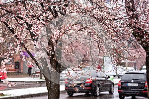 Abnormal natural phenomenon, snowfall at spring during tree blossoming season. Anomaly weather and climate change concept