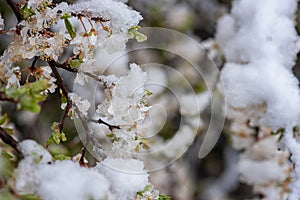 Abnormal natural phenomenon, snowfall at spring during tree blossoming season. Anomaly weather and climate change concept