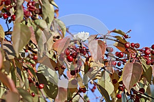 An abnormal phenomenon is flowers on an apple tree with ripe mini apples in October. Indian summer photo