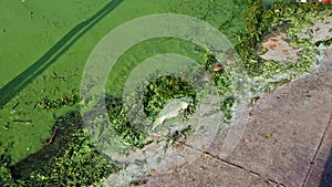 Abnormal river algae bloom