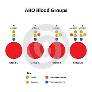 ABO Blood Groups