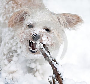 Desagradable la nieve canino 