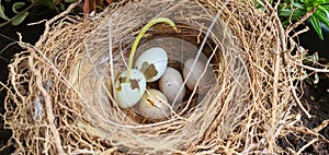 Abondond birds nest with empty eggs