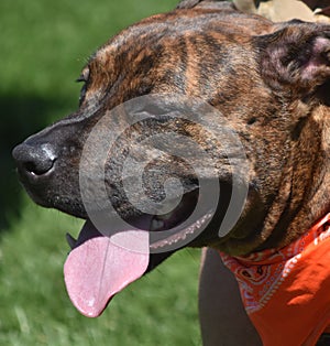 Aborable Pitbull Dressed with an Orange Bandana